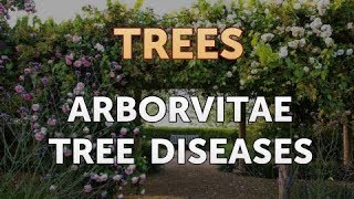 Arborvitae Tree Diseases [upl. by Sedberry820]