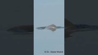 Ganges River Dolphin in Brahmaputra River [upl. by Tehcac390]