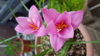 Lirio de lluvia Zephyranthes Carinata CUIDADOS  Rain Lily Zephyranthes Carinata CARE [upl. by Hahn]