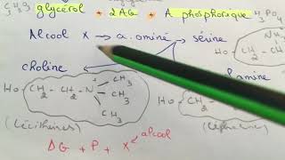 Biochimie  lipides complexes ملخص😍❤️ [upl. by Faina]