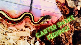 Garter Snake Feeding Video [upl. by Lauber]