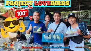 LOVEBIRDS SALE SA HULONG DUHAT MALABON [upl. by Aubyn]