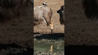 Nyala Antelope at the waterholenature shorts [upl. by Enois947]