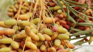 What Is The Difference Between Fresh Dates And Dried Dates  Which One Is Best [upl. by Leelahk]