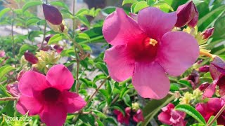 Allamanda blanchetii紫蝉花 [upl. by Bram]