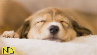 20 HOURS of Deep Sleep Anti Separation anxiety Dog Music💖Calming Dog Music🎵stressed dog🐶 NadanMusic [upl. by Funda]