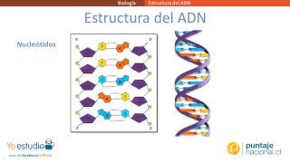 Estructura del ADN [upl. by Willa]