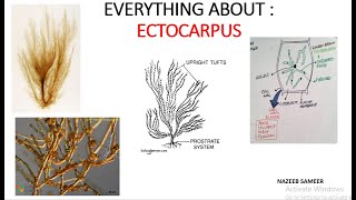 Ectocarpus Gen Account amp Thallus structure BY NAZEEB SAMEER [upl. by Iatnahs]