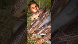 هل يمكنك النجاة من قبضة الأناكوندا المرعبة؟ 😱🐍 أناكوندا حقائقمرعبة معلومات [upl. by Amiaj102]