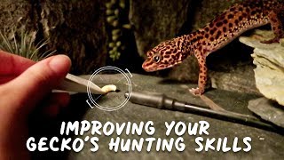 The Ultimate Trick To Solving Your Leopard Gecko’s Hunting Skills [upl. by Abott630]