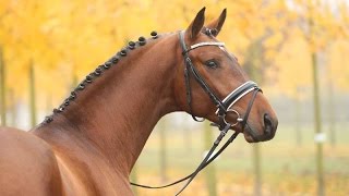 Amazing Horse  Hanoverian Horse [upl. by Kirst]