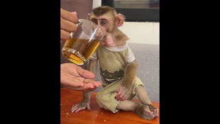 See this baby monkey Icy amp Bryans activity cute monkey animals [upl. by Vahe548]