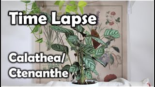 Calathea Curling Leaves Time Lapse Ctenanthe [upl. by Cyn311]