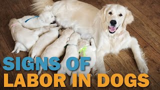 Signs of Labor in Dogs  CKCs Talkin Dogs List Show [upl. by Ailema229]