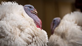 White House reveals names of turkeys up for pardon — Peanut Butter and Jelly [upl. by Holladay234]