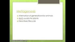 What is Metagenesis [upl. by Ashia]