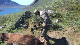 INCREDIBLE Muskox Gold Medal Greenland [upl. by Arzed]