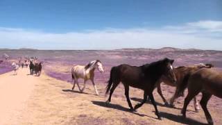 Last Day of Sombrero Ranch Horse Drive 2011 [upl. by Danielson]