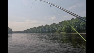 Salmon fishing at Lower Scone 12th June 2023 [upl. by Merat]