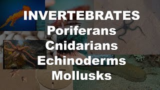 Invertebrates  Poriferans Cnidarians Echinoderms amp Mollusks [upl. by Drolyag]