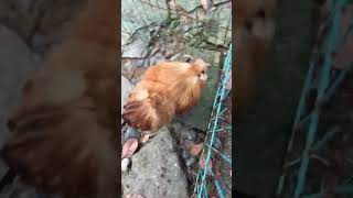 My frizzle chicken is chasing me asmr shorts [upl. by Ennaisoj]