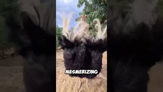 The UNIQUE DANCE Of OSTRICHES 😥 [upl. by Yrreg]