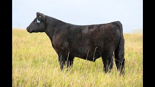 Reimann Pasture Sale 2024  Tag 58 [upl. by Nahsad]