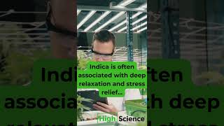 High Science®  CRAZY Facts About Indica amp Sativa No One Saw This Coming [upl. by Switzer616]