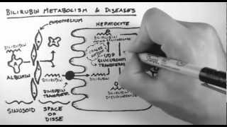 Bilirubin 2  Bilirubin Metabolism amp Diseases [upl. by Debby]