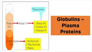 Globulins Explained with Examples  Plasma Proteins [upl. by Tullius]