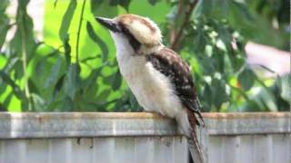 Laughing Kookaburras in the wild Australia [upl. by Leanahtan360]