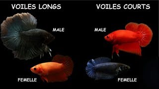 Tuto reconnaître facilement le sexe du betta splendens [upl. by Mikes354]