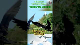 Magnificent frigatebirds the thieves mode wildlife seabirds habitat animal conservation [upl. by Lodie50]