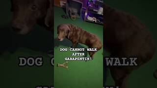 😞Senior dog cannot walk after Gabapentin PART 2 shortsviral [upl. by Eninnaj]