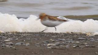 Spoon Billed Sandpiper on the nest [upl. by Ashling995]