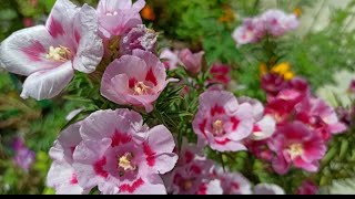 1574  Godetia Flowerगोडेशिया फ्लॉवरClarkia AmoenaSatin Flower  Care amp Propagation [upl. by Aketahs]