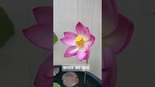 Kamal ka phool laxmikamallotusvirashortvideoviralshort shortvideo [upl. by Dan]