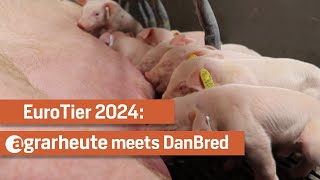 DanBred auf der EuroTier 2024 [upl. by Inot316]