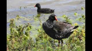 Moorhen Bird Call [upl. by Riana366]