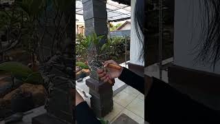 Pruning bonsai vicus [upl. by Rubie]