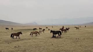 A Mongolian Horse is Born [upl. by Fee]