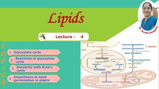 Glyoxylate cycle [upl. by Ardnasak]