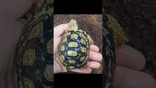 Leopard Tortoise Growth Hatchling to Juvenile [upl. by Brentt795]