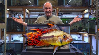 How to Breed Apistogramma Cichlids [upl. by Warwick]