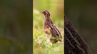 common Quail quail Bater ki Awaaz youtubeshorts [upl. by Assilem128]