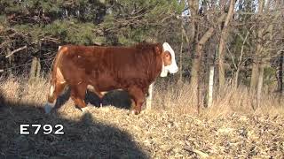 2018 Brink Fleckvieh Simmental Bull Sale Lots 7797115 [upl. by Laspisa]