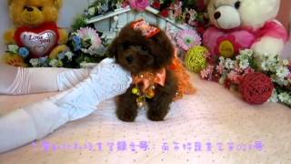 Tiny Toy Poodle puppy 097  Teacup PoodleToy PoodlesPocket Teacup poodlePuppies For Sale [upl. by Leith]