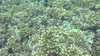 Reefs at Isla Coibita Panama [upl. by Pages]