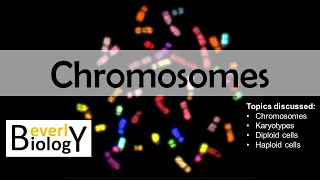 Chromosomes diploid vs haploid  updated [upl. by Uhsoj]