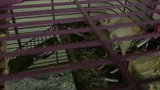 Gerbil sounds these are the sounds that gerbils make [upl. by Suoirad179]